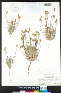 Plantago ovata var. fastigiata image