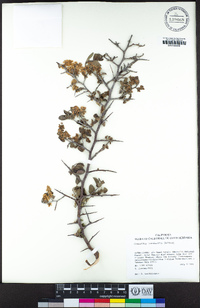 Ceanothus cordulatus image