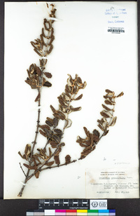 Ceanothus crassifolius image