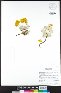 Eriogonum alpinum image