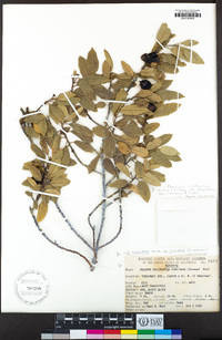 Frangula californica subsp. cuspidata image