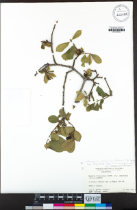 Frangula californica subsp. cuspidata image