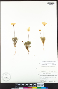 Eschscholzia glyptosperma image