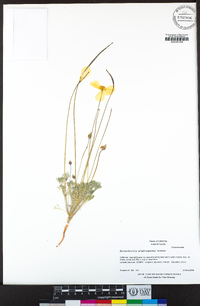 Eschscholzia glyptosperma image