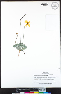 Eschscholzia glyptosperma image