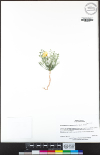 Eschscholzia papastillii image