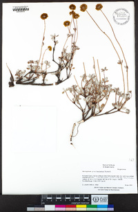 Eriogonum prattenianum image