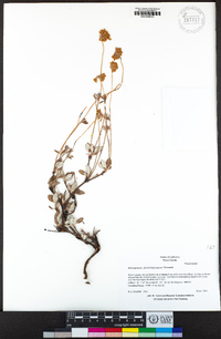 Eriogonum prattenianum image