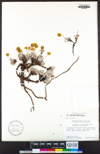 Eriogonum rosense image