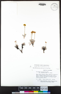 Eriogonum rosense var. rosense image