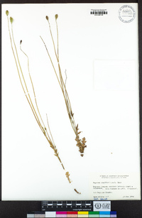 Papaver californicum image