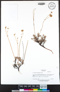 Eriogonum tripodum image