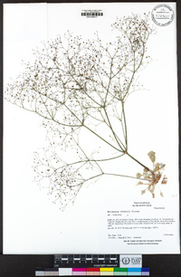 Eriogonum thomasii image