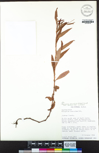 Persicaria punctata image