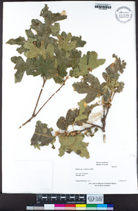 Quercus lobata image