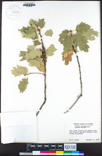 Quercus × morehus image