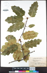 Quercus × morehus image