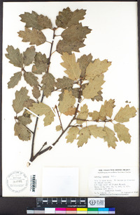 Quercus × morehus image