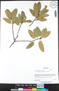 Quercus parvula image