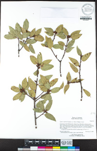 Quercus parvula var. shrevei image