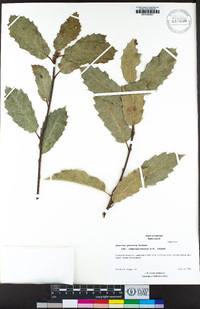 Quercus parvula var. tamalpaisensis image