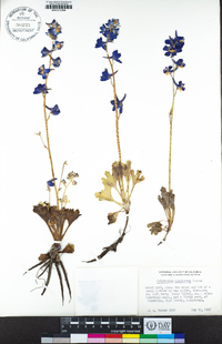 Delphinium uliginosum image