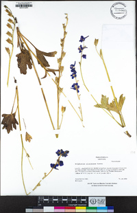 Delphinium uliginosum image