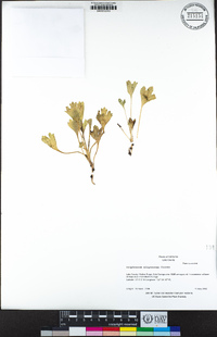 Delphinium uliginosum image