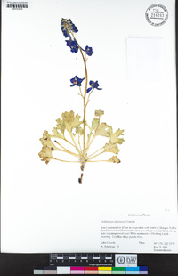 Delphinium uliginosum image