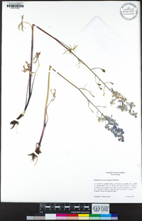 Delphinium recurvatum image