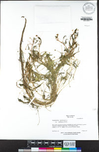 Ranunculus aquatilis var. diffusus image