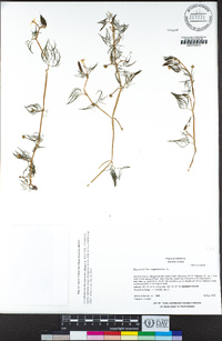 Ranunculus aquatilis image