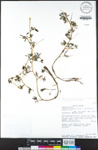 Ranunculus aquatilis var. diffusus image