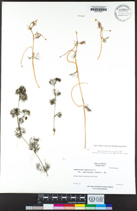 Ranunculus aquatilis var. diffusus image