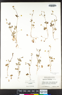 Ranunculus hebecarpus image