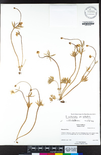 Ranunculus eschscholtzii var. suksdorfii image