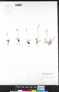 Thalictrum alpinum image