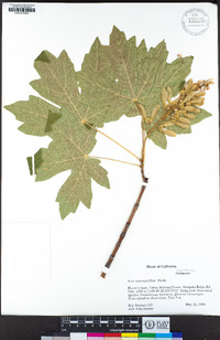 Acer macrophyllum image