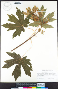 Acer macrophyllum image