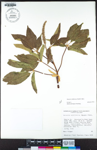 Aesculus californica image