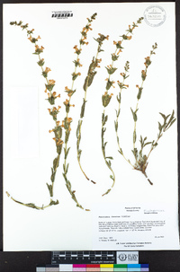 Penstemon deustus image