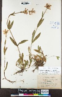 Penstemon rydbergii image