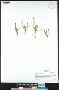 Plantago coronopus image