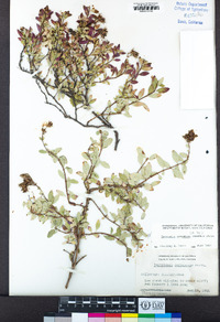 Keckiella corymbosa image