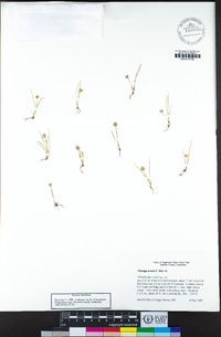 Plantago erecta image