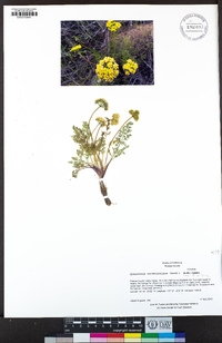 Cymopterus terebinthinus image