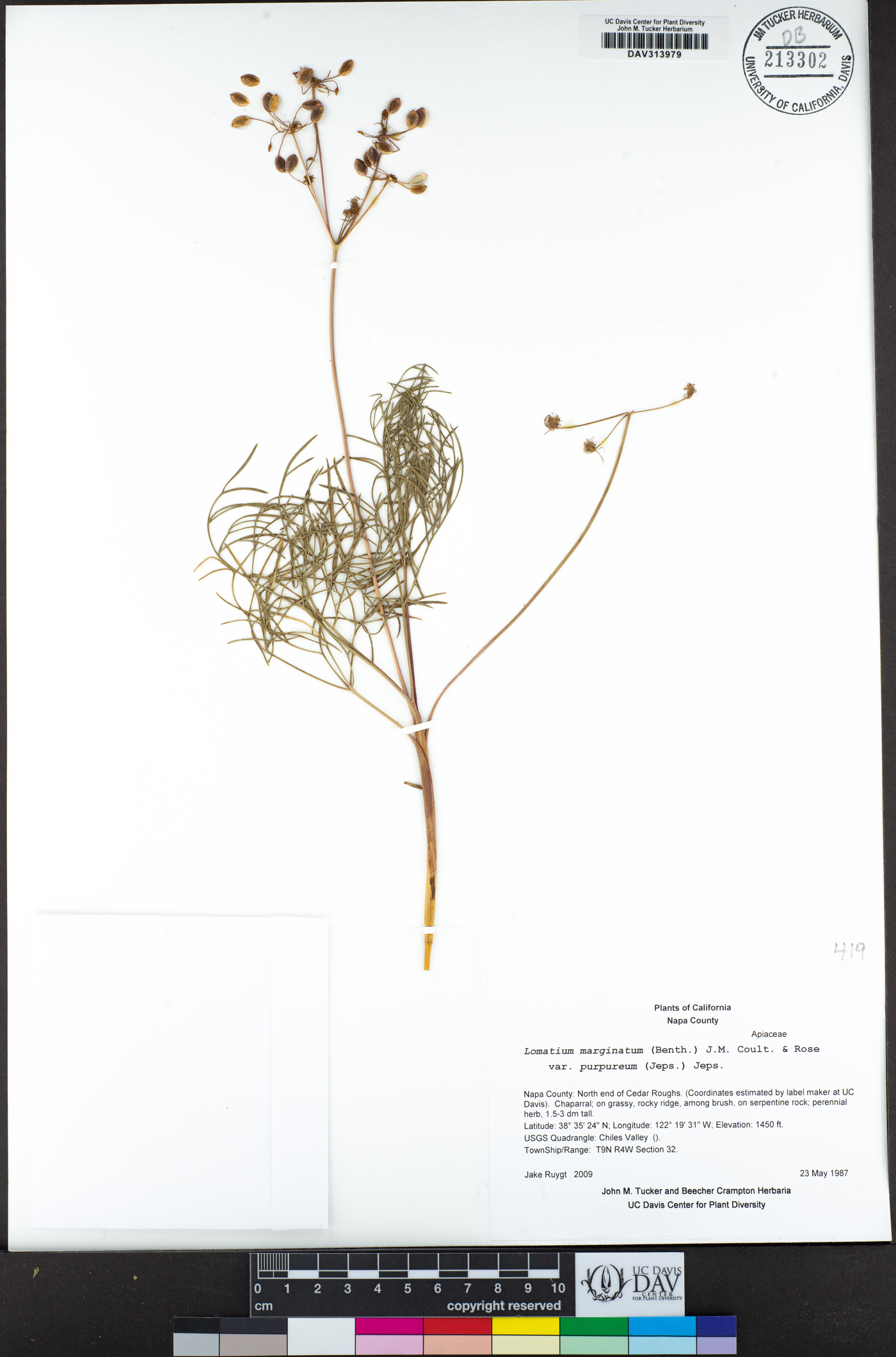 Lomatium marginatum var. purpureum image