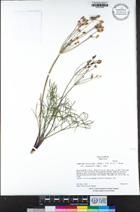 Lomatium marginatum var. purpureum image