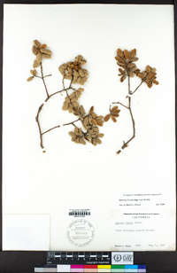 Quercus durata image