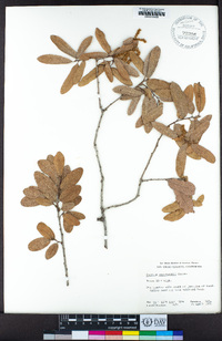 Quercus engelmannii image